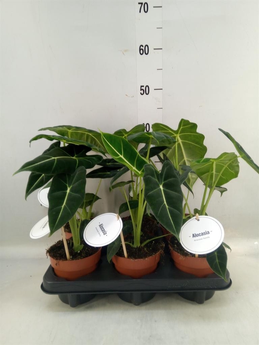 <h4>Alocasia   ...</h4>