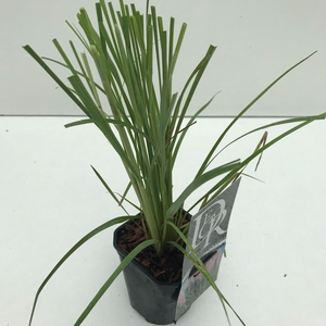 Graminées Cortaderia sell. 'Rosea'