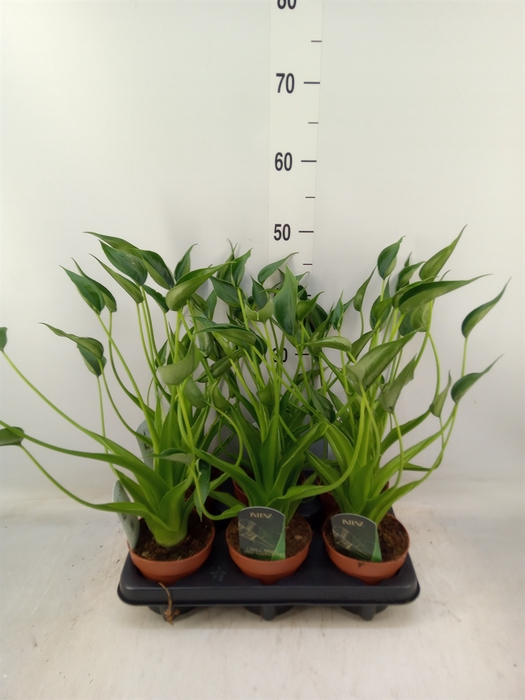 <h4>Alocasia  'Tiny Dancers'</h4>