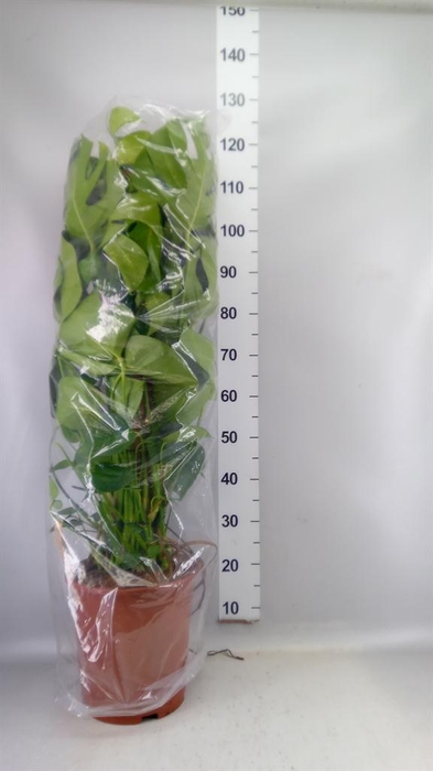 <h4>Monstera delic.</h4>