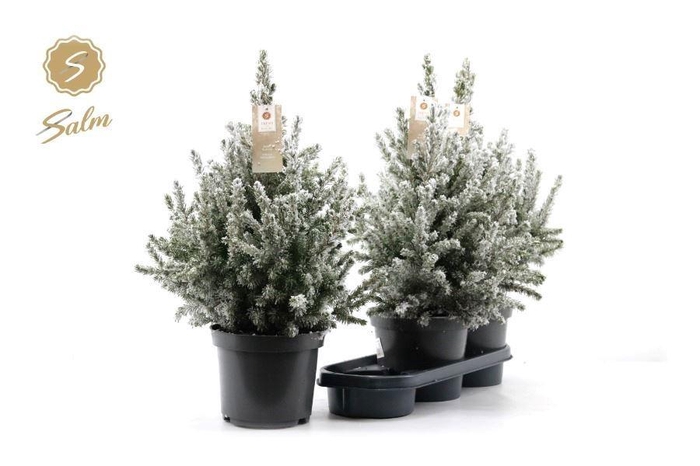 <h4>Picea Gl December</h4>