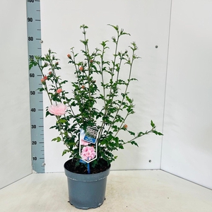 Hibiscus syriacus