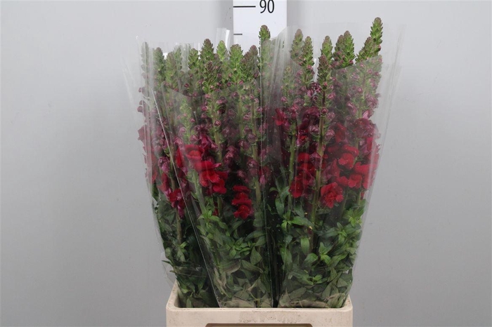 <h4>Antir It. Red</h4>