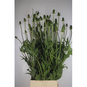 Dipsacus Super