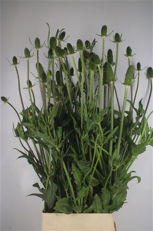 <h4>Dipsacus Super</h4>