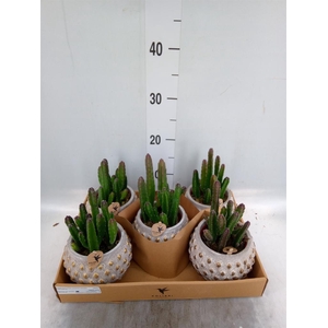 Stapelia leendertziae