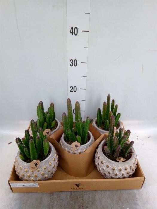 <h4>Stapelia leendertziae</h4>