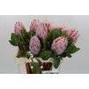 Protea Cynaroides
