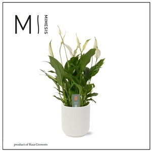 Spathiphyllum Vivaldi - 17cm in Atlanta White | Mimesis
