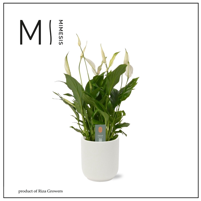 <h4>Spathiphyllum Vivaldi - 17cm in Atlanta White | Mimesis</h4>