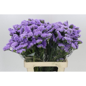 Limonium Sinuatum Crystal Pink