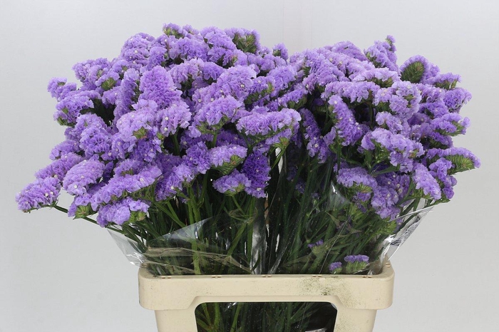 Limonium Crystal Cerise