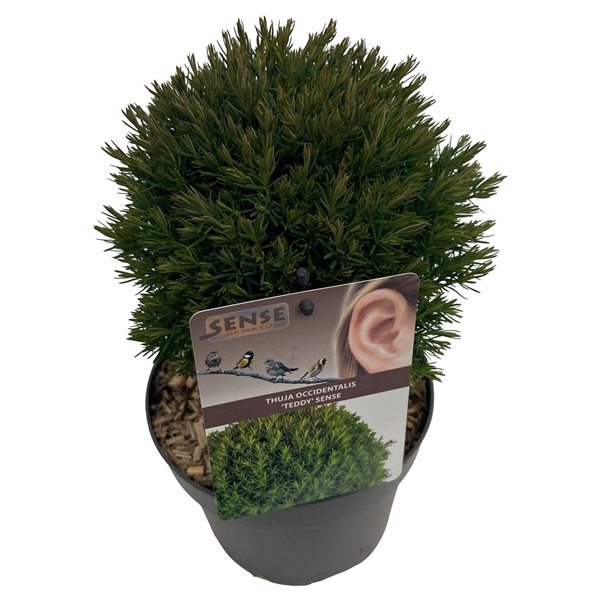 <h4>Thuja occ. 'Teddy' sense</h4>