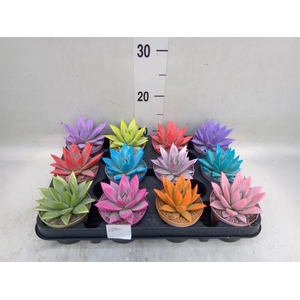 Echeveria  'Miranda'