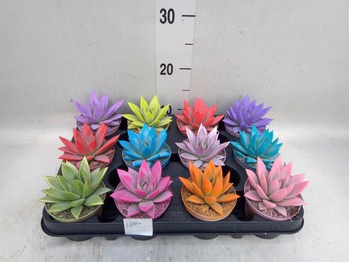 <h4>Echeveria 'Miranda'</h4>