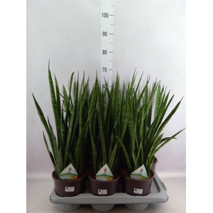 Sansevieria zeylanica 'Greenline'