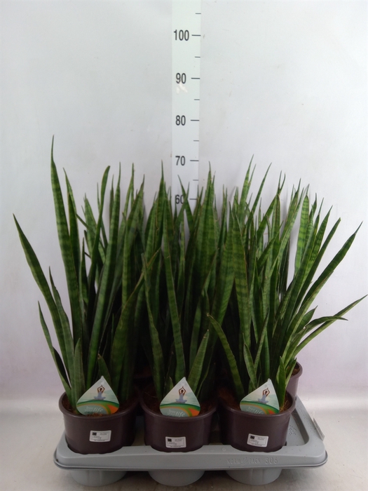 <h4>Sansevieria zeylanica 'Greenline'</h4>