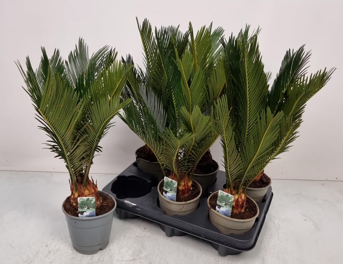 <h4>CYCAS REVOLUTA</h4>