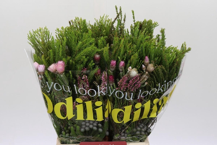 <h4>BQ Cape Greenmix</h4>