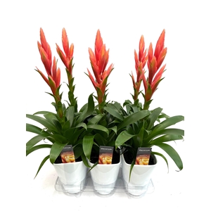 Tillandsia Ziva Luxe Keramiek (Decorum)