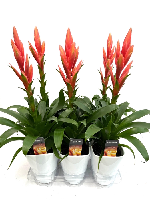 <h4>Tillandsia Ziva Luxe Keramiek (Decorum)</h4>