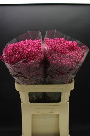 <h4>Gyps Fijn Erica</h4>