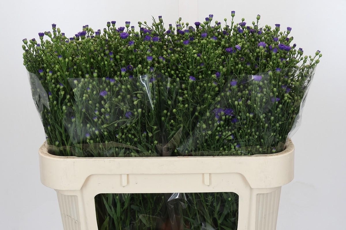 <h4>Aster Casamare</h4>