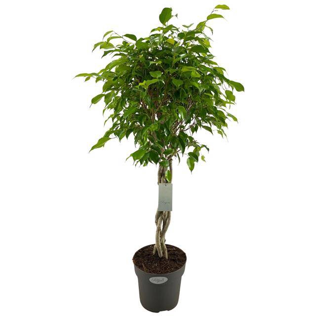 <h4>Ficus benj. Exotica gevl. stam</h4>