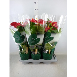 Anthurium andr. 'Nevada'