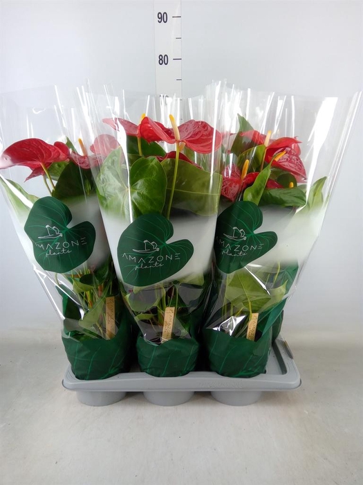 <h4>Anthurium andr. 'Nevada'</h4>