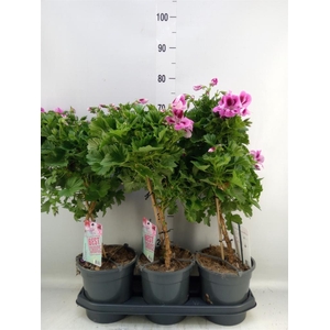 Pelargonium gran. 'Elegan Loes'