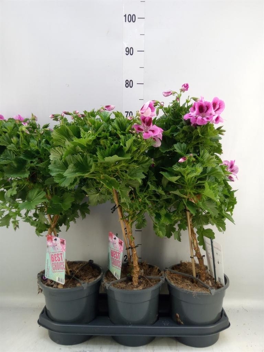 <h4>Pelargonium gran. 'Elegan Loes'</h4>