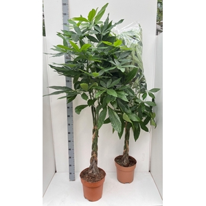 PACHIRA AQUATICA