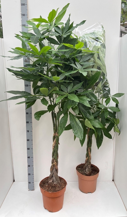 <h4>PACHIRA AQUATICA</h4>