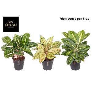 Aglaonema Green Surprise Tray