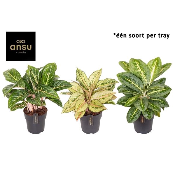 <h4>Aglaonema Green Surprise Tray</h4>