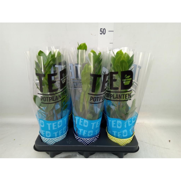 <h4>Zamioculcas zamiifolia</h4>