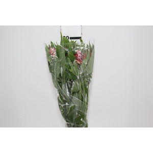 ALSTROEMERIA CINNAMON 080 CM