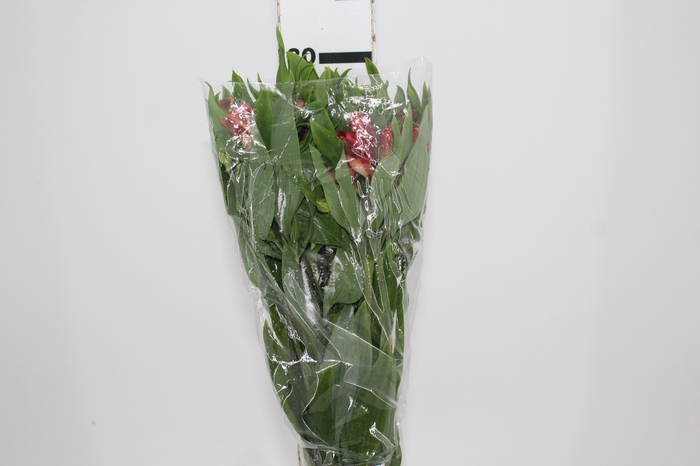 <h4>ALSTROEMERIA CINNAMON 080 CM</h4>