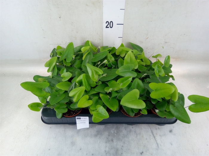 <h4>Hemionitis arifolia</h4>