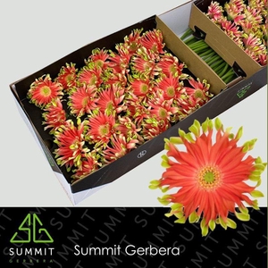 Gerbera Pastini Rivello Doos