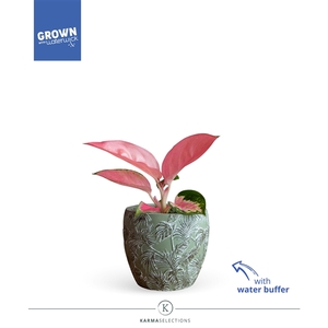 Aglaonema - KARMA Valkyrie | Sierpot + Waterreservoir | VeenVrij