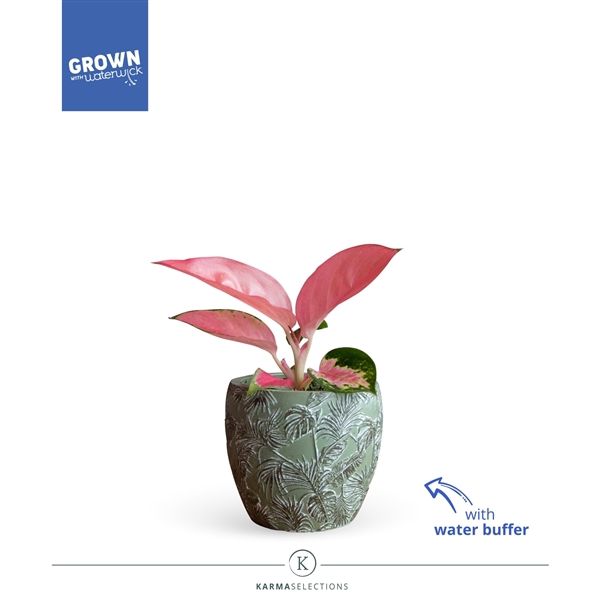 <h4>Aglaonema - KARMA Valkyrie | Sierpot + Waterreservoir | VeenVrij</h4>