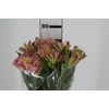 ALSTROEMERIA DUBAI 080 CM