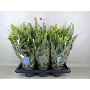 Phlebodium aureum 'Blue Star'