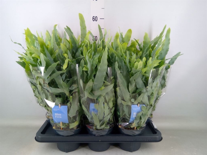<h4>Phlebodium aureum 'Blue Star'</h4>