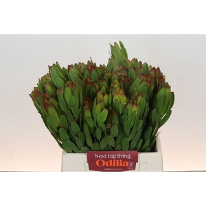 Leucadendron Goldstrike