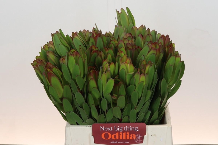 <h4>Leucadendron Goldstrike</h4>
