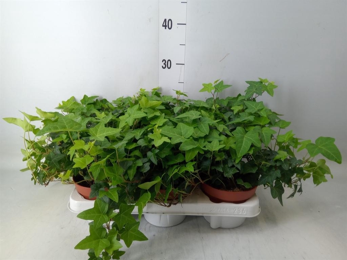 <h4>Hedera   ...green leafed</h4>