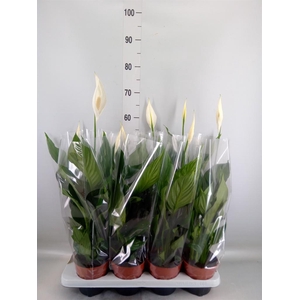 Spathiphyllum  'Sweet Chico'